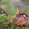 Red Squirrel (Sciurus vulgaris) on fallen log in autumnal pine forest. Norway. September 2005